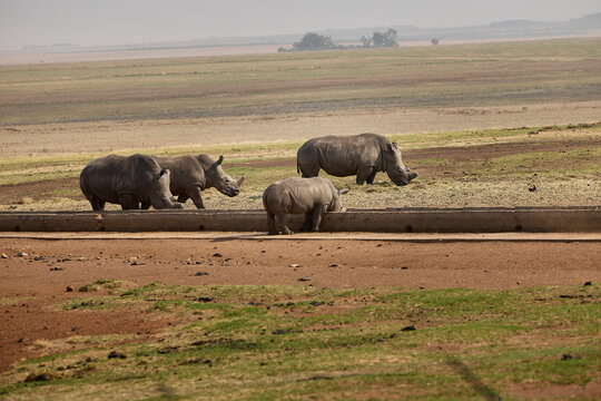 White rhino family with a young calf at Alzu Petroport, a wildlife viewing stop on the N4 highway between Johannesburg and Kruger National Park, South Africa.