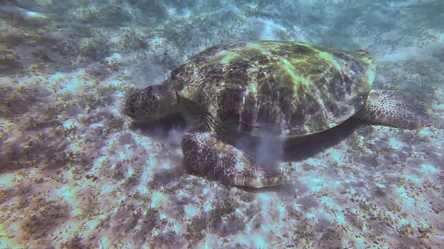 Large green sea turtle, sucker remora fish on its shell, grazing on seagrass covered sandy seafloor