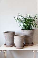 Fototapeta premium Minimalist ceramic pots sit neatly on a light wooden table