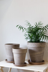 Fototapeta premium Minimalist ceramic pots sit neatly on a light wooden table