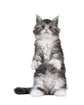 Cute polydactyl Maine Coon cat kitten, siting up on hind paws showing poly paws and belly. Looking above camera. Isolated cutout on a transparent background.