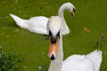 Mute swans (Cygnus olor)  on a green pond, close-up wildlife portrait showing natural grooming behaviour. © karen