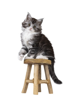 Cute polydactyl Maine Coon cat kitten, siting side ways on little wooden stool. Looking straight to camera. Isolated cutout on a transparent background.