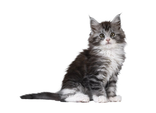 Cute polydactyl Maine Coon cat kitten, siting up side ways. Looking straight to camera. Isolated cutout on a transparent background.