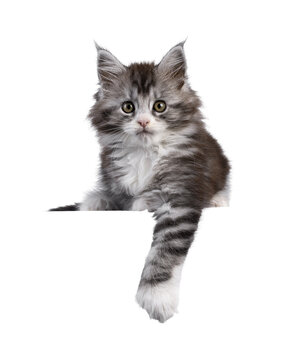 Cute polydactyl Maine Coon cat kitten, laying on edge facing front and poly paw hanging down. Looking straight to camera. Isolated cutout on a transparent background.