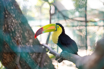 Obraz premium Keel-billed toucan perching in an aviary