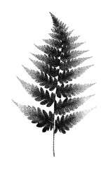 Fototapeta premium PNG Elegant black fern on textured transparent background.
