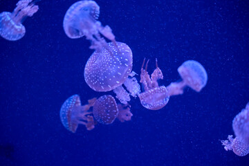 Spotted jellyfish glowing in blue water inside a public aquarium © Anna Baranova