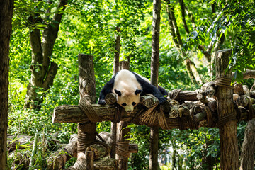 Giant panda resting on a wooden climbing platform in the lush green summer forest at Panda Valley, Chengdu, China © Marius Karp