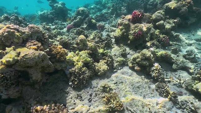 Snorkeling in Marsa Mubarak, many vibrant coloured fish species swimming near hard corals