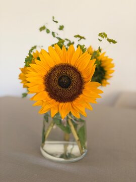 sunflower tournesol girasol girassol