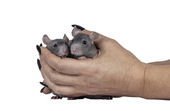 Close up studio shot of 2 young grey tame rats, being held in female hands. Looking towards camera. Isolated cutout on a transparent background.