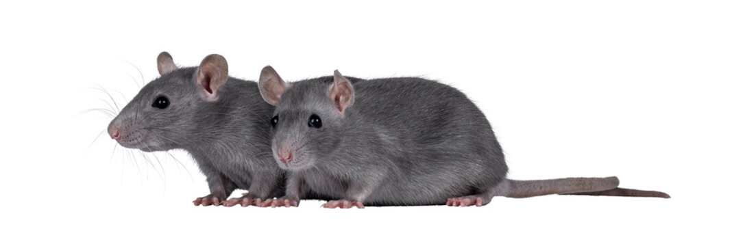 Close up studio shot of 2 young grey tame rats, standing together side ways. Looking towards camera. Isolated cutout on a transparent background.