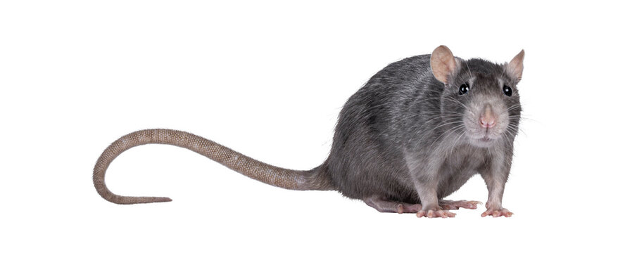 Close up studio shot of young adult grey tame rat, standing side ways. Looking towards camera. Isolated cutout on a transparent background.