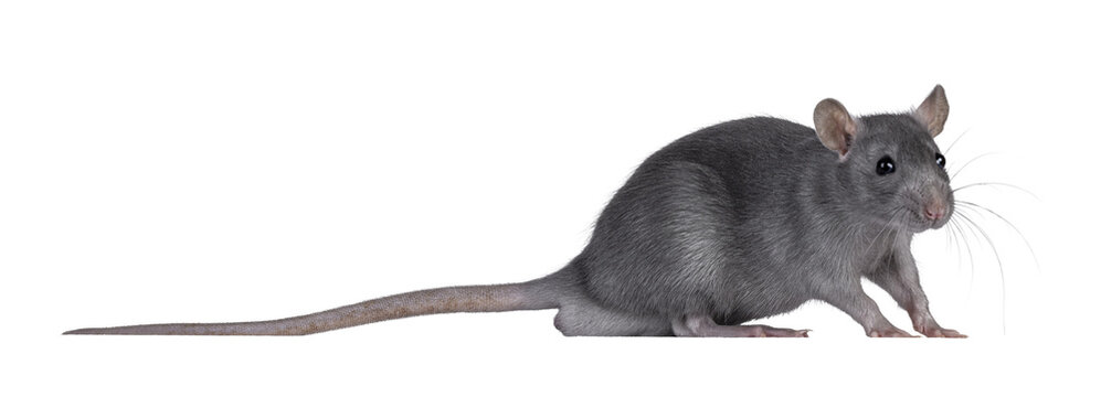 Close up studio shot of young grey tame rat, standing side ways. Looking towards camera. Isolated cutout on a transparent background.