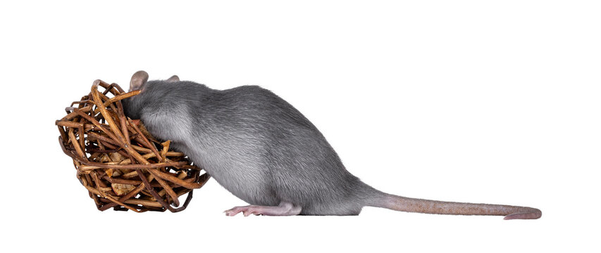 Close up studio shot of young grey tame rat, standing side ways. Head in toy, no face. Isolated cutout on a transparent background.