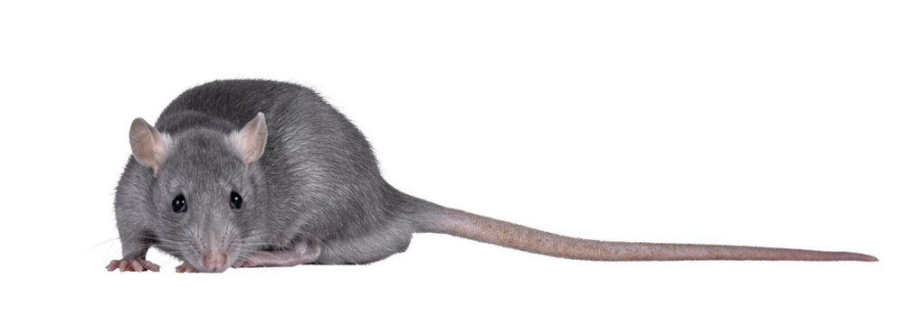 Close up studio shot of young grey tame rat, standing side ways. Looking towards camera. Isolated cutout on a transparent background.