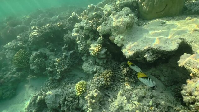 Snorkeling in Marsa Alam, pair of Threadfin butterflyfish swimming under rocks near corals