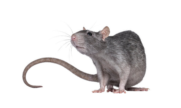 Close up studio shot of young adult grey tame rat, standing side ways. Looking beside and above camera shwoing whiskers. Isolated cutout on a transparent background.
