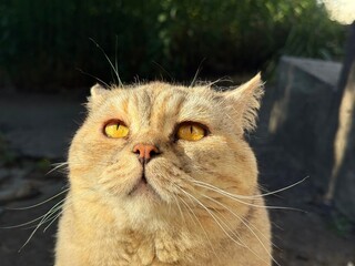 Cute cat looking up © OLENA LIALINA