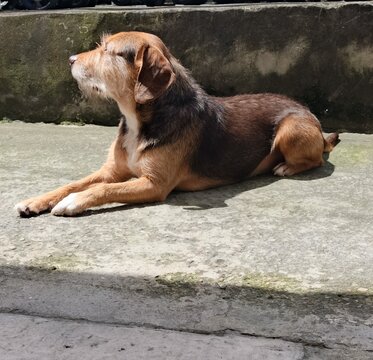 perro descansando al  sol al aire libre