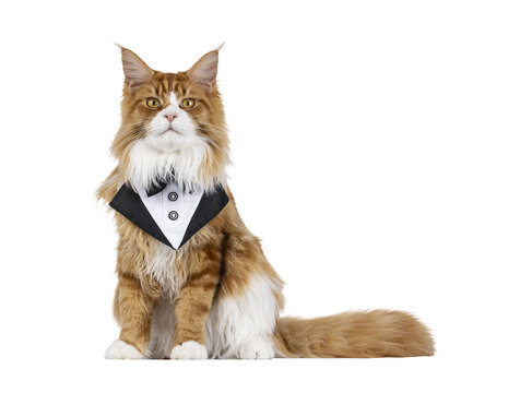 Handsome red with white Maine Coon cat youngster, sitting up facoing front wearing black bow tie. Looking festive towards camera. Isolated  cutout on a transparent background.