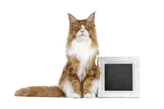 Handsome red with white Maine Coon cat youngster, sitting up beside blackboard filled frame for copy space. Looking like little lion towards camera. Isolated  cutout on a transparent background.