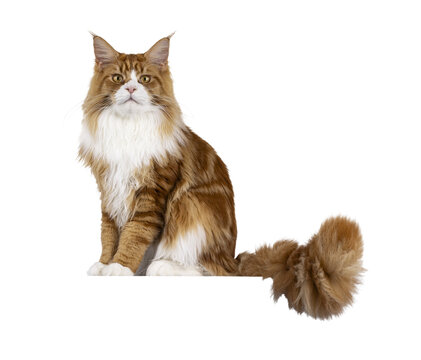 Handsome red with white Maine Coon cat youngster, sitting up side ways. Looking like little lion towards camera. Isolated  cutout on a transparent background.