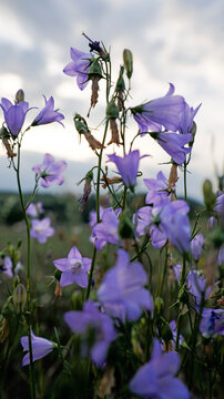 Purple Campanula bellflowers with dried petals