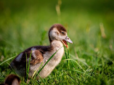 gosling bites a blade of grass