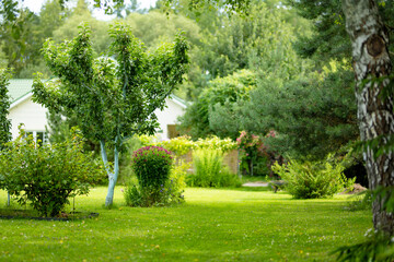 Obraz premium Lush landscaped garden with green lawn, mature trees and ornamental shrubs around a country home. Peaceful summer backyard creates a well maintained natural outdoor living space.