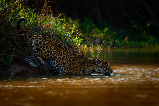 Jaguar, American jaguar (Panthera onca) drinking, wading into muddy river at dawn light, Pantanal wetland, Mato Grosso, Brazil. Powerful apex predator, excellent swimmer, largest cat in Americas.