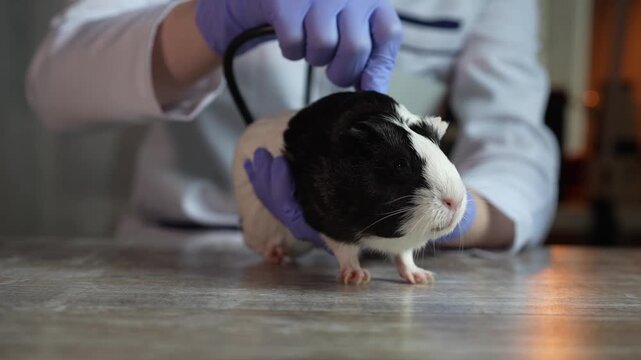 A veterinarian holds a black-and-white guinea pig during an examination. Veterinary care, pet health, black and white.