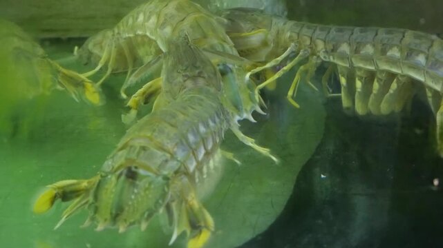 Mantis shrimps in water for seafood at restaurant