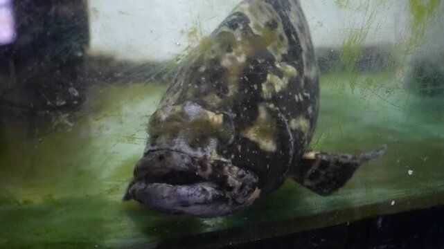 Fish in water for seafood at restaurant