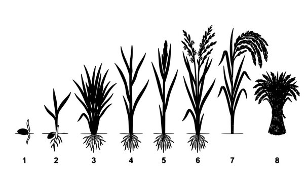 Rice plant life cycle vector sequence with botanical growth stages from seed germination seedling tillering to mature grain harvest