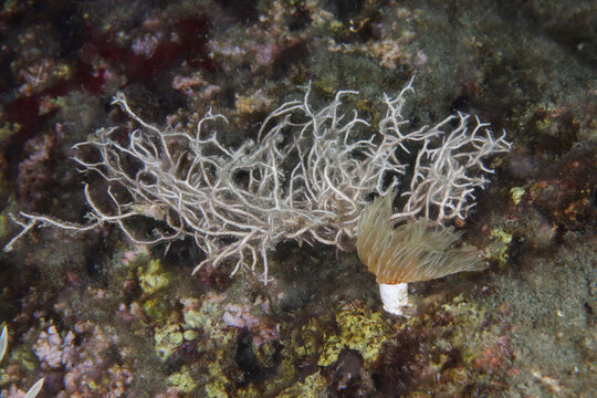 Liagora viscida algae