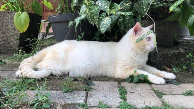 A beautiful big white cat with pink nose and funny face expression resting on a brick patio in a garden.