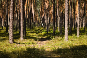 Fototapeta premium Forest,. Trees in the forest, Janow forest landscape park. Janowskie forests, deep forest.