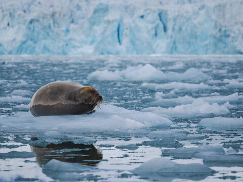 Bearded seal (Erignathus barbatus) lying on ice, copy space, Svalbard Spitsbergen