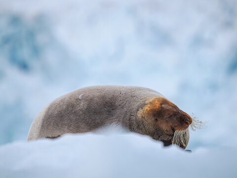 Bearded seal (Erignathus barbatus) lying on ice, copy space, Svalbard Spitsbergen