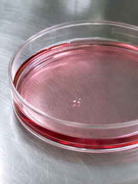 Laboratory Petri Dish with Pink Cell Culture Solution.