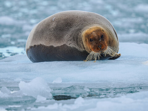 Bearded seal (Erignathus barbatus) resting on ice floe, copy space