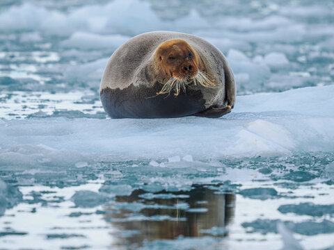Bearded seal (Erignathus barbatus) resting on ice floe, copy space