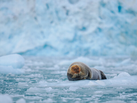 Bearded seal (Erignathus barbatus) resting on sea ice banner