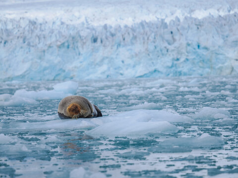 Bearded seal (Erignathus barbatus) on ice floe near glacier, copy space