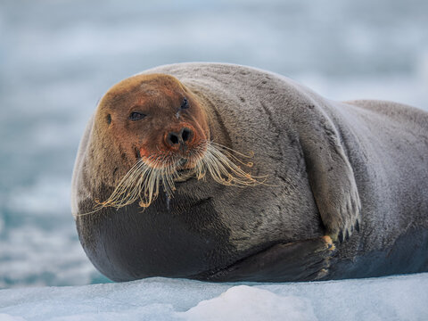 Bearded seal (Erignathus barbatus) resting on sea ice floe, Svalbard