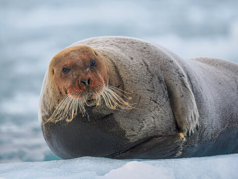 Bearded Seal (Erignathus barbatus) Resting on Sea Ice, copy space   