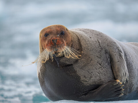 Bearded seal (Erignathus barbatus) resting on sea ice, copy space