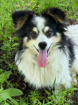 Charming dog with tongue out sitting in grass